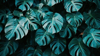 Wall Mural - Tropical paradise photography close-up of lush green leaves in natural environment