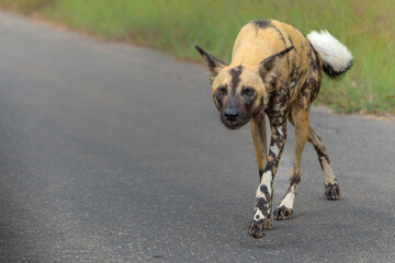 Wall Mural - african wild dog playing, running and searching for food, in the kruger national park in south afric
