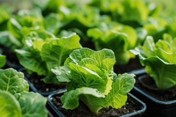 Wall Mural - New greenhouse grown organic lettuce seedlings