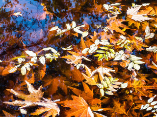 Wall Mural - fallen leaves and drowned leaves in pond in autumn