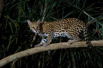 Wall Mural - Ocelot (Leopardus pardalis) searching for food in the night in the forest of the North Pantanal in Brazil