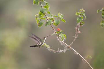 Wall Mural - hummingbird(trochilidae)flying gems ecuador costa rica panama