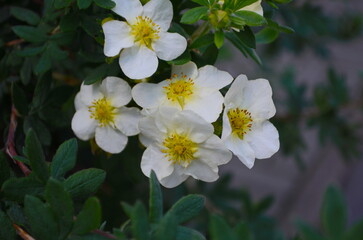 Wall Mural - white anemone flowers in garden. japan autumn anemone 'honorine jobert' white flowering plant, close