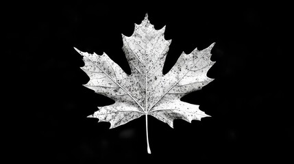 Aufkleber - Blurred leaf on a black and white background showcasing intricate details and textures for artistic and nature-related projects
