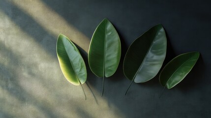 Poster - Green leaves with soft natural light on a dark background creating a serene and calming atmosphere for nature-themed designs.