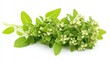 © AImmersive Imagery - Marjoram herb with aromatic leaves and delicate flowers attracting pollinators like bees and butterflies on a white background