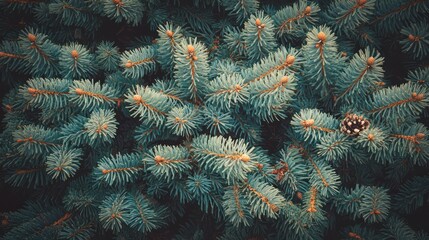 Aufkleber - Christmas tree branches in vintage style on rustic wooden background showcasing natural textures and warm holiday ambiance