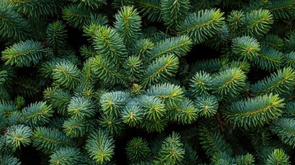 Poster - Lush green pine tree closeup creating a festive Christmas background ideal for holiday celebrations and winter themes.