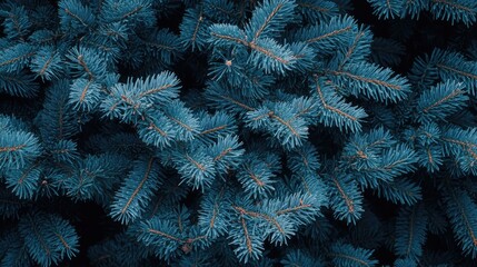 Aufkleber - Festive Christmas Tree Close-Up Soft Focus Background with Blue Green Pine Needles