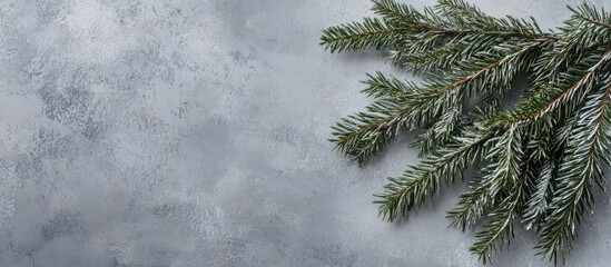 Poster - Festive pine branch on gray background creating an elegant Christmas greeting card layout with empty space for personalization