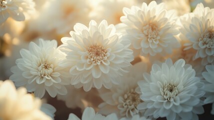 Aufkleber - soft focus closeup of beautiful white flowers creating a serene and calming background suitable for nature themed designs and projects