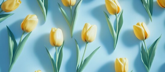 Wall Mural - yellow tulips arranged on a light blue background showcasing vibrant colors and delicate petals in a