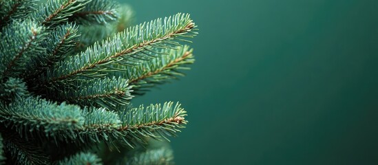 Aufkleber - Curved tip of a Christmas tree branch showcasing lush green needles against a smooth green backdrop for festive decor themes.