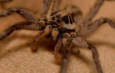Wall Mural - wolf spider stalking its prey