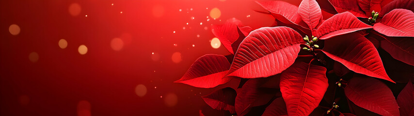 Wall Mural - Abstract background with red Poinsettia leaves. Horizontal composition, banner.