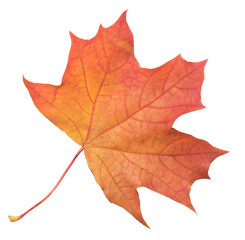 Aufkleber - A leaf of a maple tree is shown in full color. The leaf is red and has a slightly brownish tint. The leaf is positioned on a white background, which makes the leaf stand out and appear more vibrant