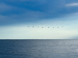 © Andrew Kornylak - Eight seagulls in a line against a blue sky over the ocean with a single seagull flying above them