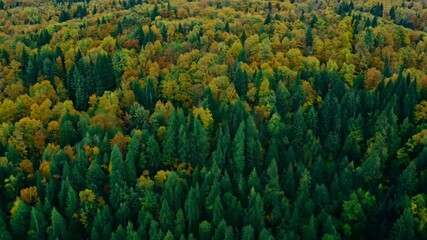 Wall Mural - Aerial view of a vast autumn forest with colorful foliage.