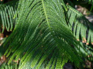 Close-up photo of green Araucaria leaves