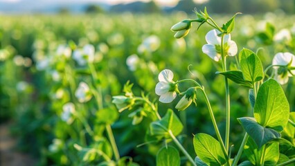 Wall Mural - peas flowers blooming in an agriculture field , pisum sativum, organic farm, summer, blooming, agric