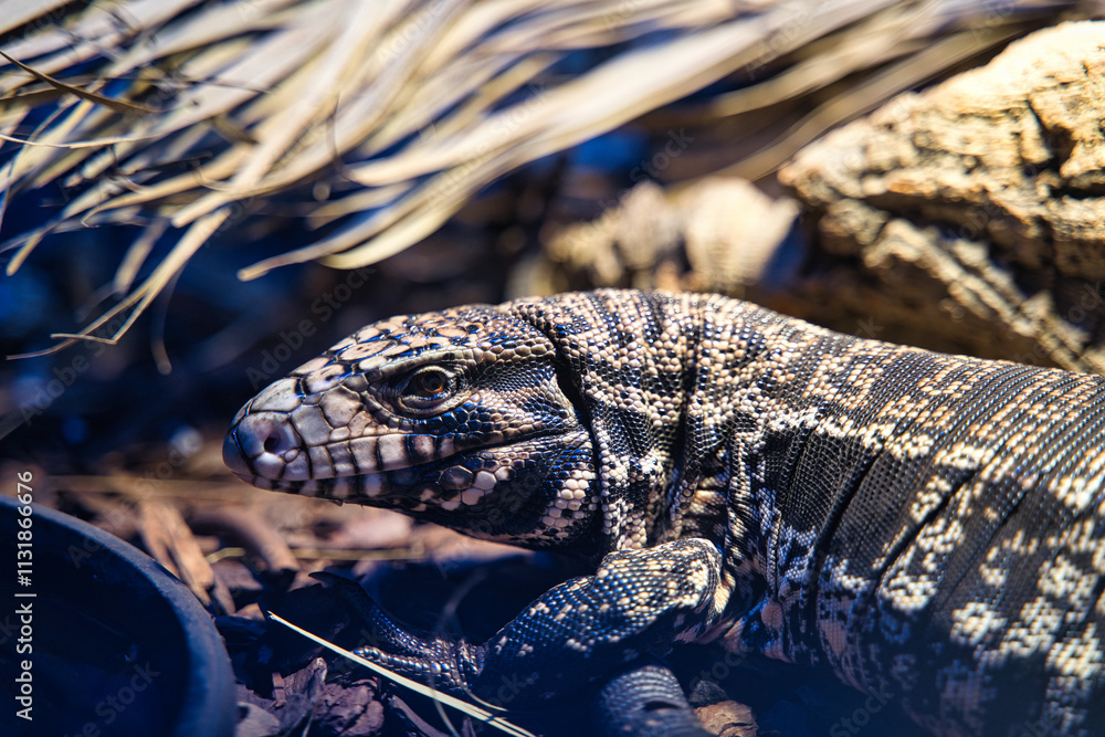 various types of reptiles, boa snakes, pythons, lizards presented ...