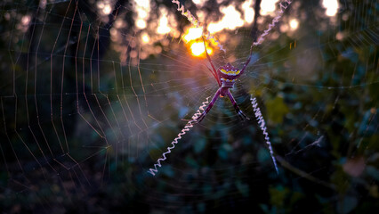 spider on a web with sunrise in the background.