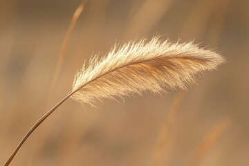 Wall Mural - Close-up of a golden grass blade in soft sunlight.