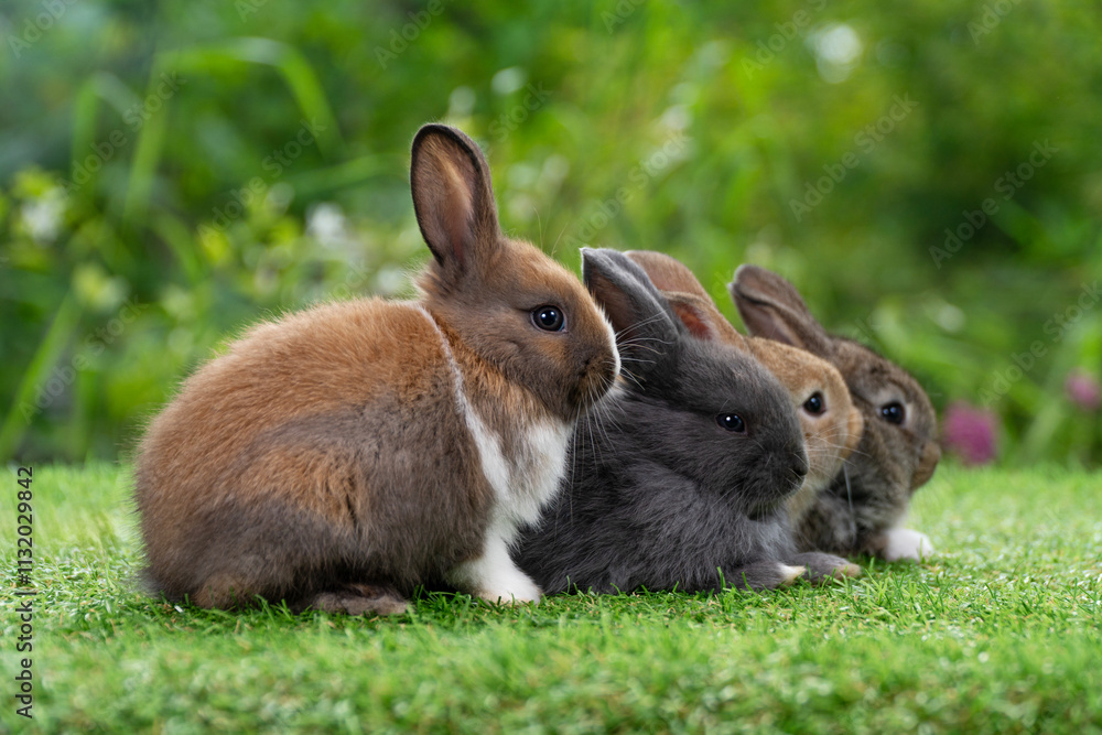 Family lovely rabbtis hare bunny playful together in spring time. Group ...