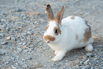 Wall Mural - Chubby rabbit bunny sitting dry meadow sunlight at countryside nature background. Fluffy young cute rabbit white brown bunny sitting on dry field looking something in garden outdoor. Easter mammal pet