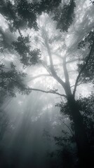 Canvas Print - Misty Forest: Enchanting Sunlight Through Foggy Trees