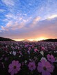 © 雄貴 今田 - 三野町吉津のコスモス畑2024【香川県三豊市三野町吉津】9