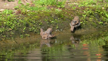 Wall Mural - house sparrows (Passer domesticus) taking bath in slow motion