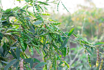 Wall Mural - Pigeon pea crop field, pigeon pea or tuvar beans vegetable on plant