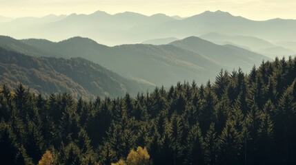  Misty Mountain Ranges and Evergreen Forest: A Breathtaking Landscape