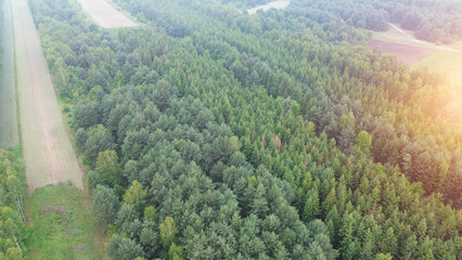 Wall Mural - Scenic green forest from aerial perspective