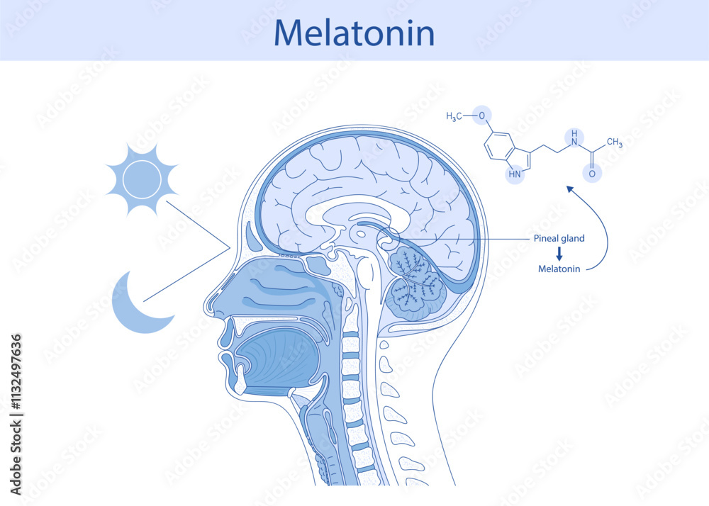 Melatonin hormone. Pineal gland anatomical cross section. Stock Vector ...