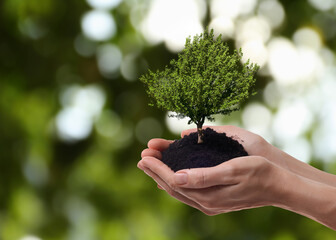 Wall Mural - Environment and ecology concept. Woman holding soil with small tree outdoors, closeup