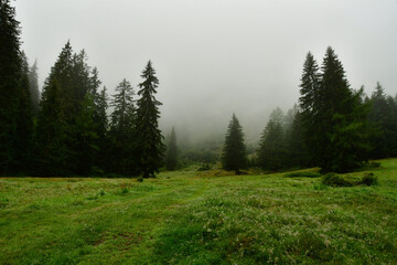 Wall Mural - Fores meadow with fog landscape tree mountain environment