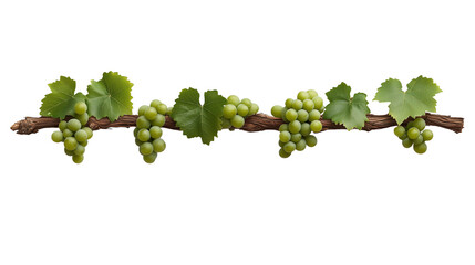 Wall Mural - Twisted grapevine branch with white grapes isolated on transparent background, cutout