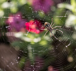 spider on web