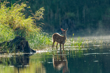 Wall Mural - the white-tailed deer (odocoileus virginianus), also known as the whitetail or virginia deer