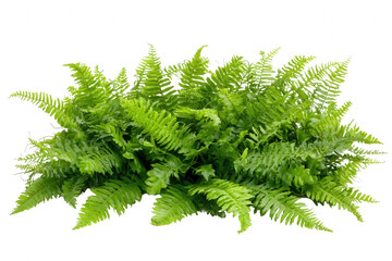 Wall Mural - Vibrant fern plants are displayed in a dense arrangement, featuring rich green fronds. The composition highlights the intricate leaf patterns and textures, perfect for interior decor or landscaping in