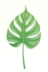 Wall Mural - Beautiful Monstera leaves branch on a white background offers a tropical and elegant design for decoration inspiration._00002_