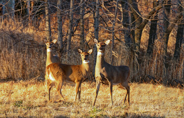 Wall Mural - the white-tailed deer (odocoileus virginianus), also known as the whitetail or virginia deer