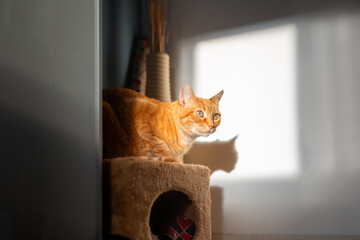 Wall Mural - brown tabby cat with green eyes on a box at sunset