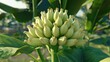 © Ferman Bagus Istuhri - Unripe Bananas on a Banana Tree: A Close-Up View of Nature's Bounty