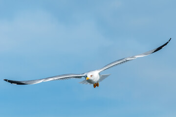 Wall Mural - Frontal portrait of an adult yellow-legged gull (larus michahellis) in flight