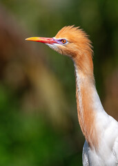 Wall Mural - Portrait of an adult eastern cattle egret (Ardea coromanda) in breeding plumage on natural background