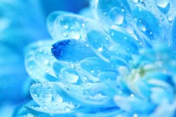 Wall Mural - beautiful light blue flower with water drops on blurred background, macro view