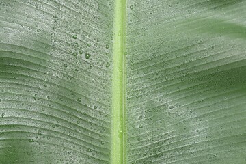 Wall Mural - fresh green banana tree leaf as background, closeup